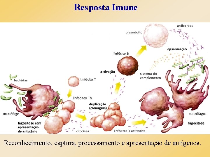 Resposta Imune Reconhecimento, captura, processamento e apresentação de antígenos. 