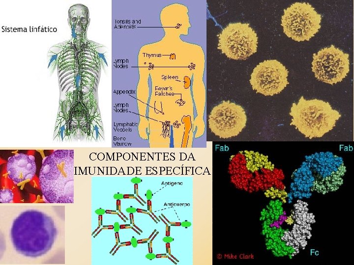 COMPONENTES DA IMUNIDADE ESPECÍFICA 