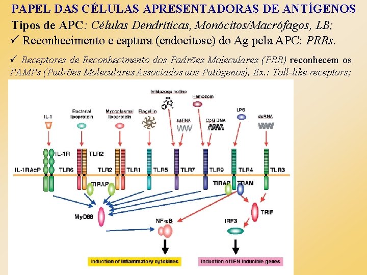 PAPEL DAS CÉLULAS APRESENTADORAS DE ANTÍGENOS Tipos de APC: Células Dendríticas, Monócitos/Macrófagos, LB; ü