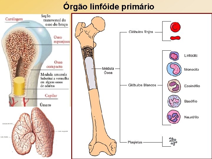 Órgão linfóide primário 