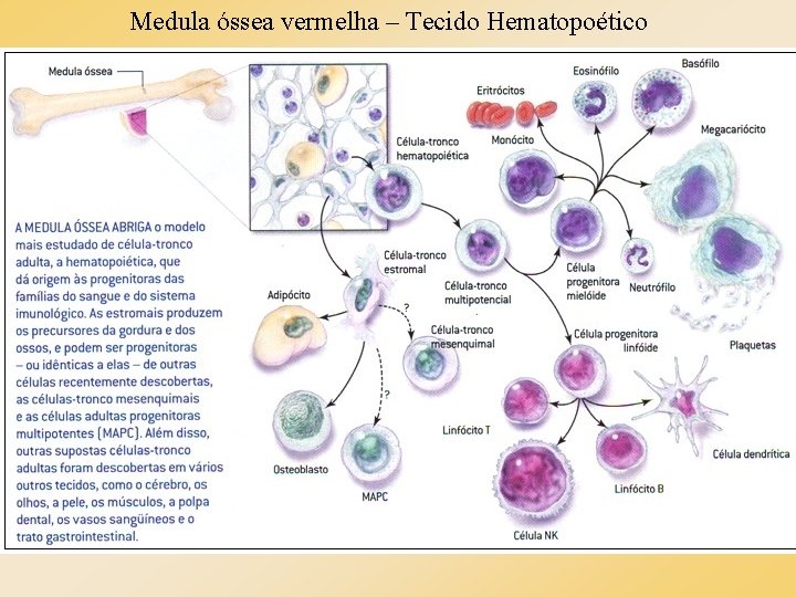 Medula óssea vermelha – Tecido Hematopoético 