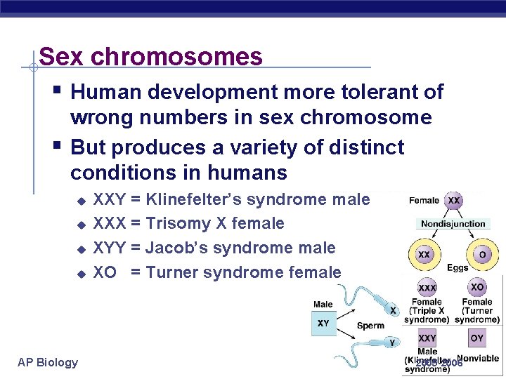 Sex chromosomes § Human development more tolerant of § wrong numbers in sex chromosome