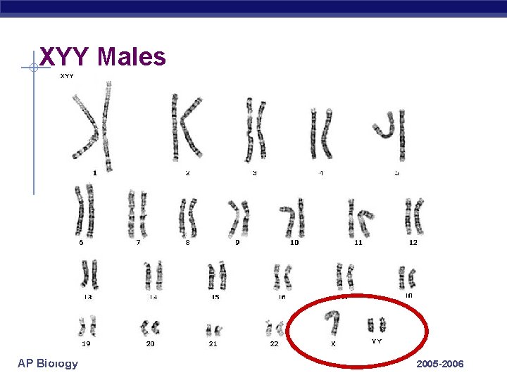XYY Males AP Biology 2005 -2006 