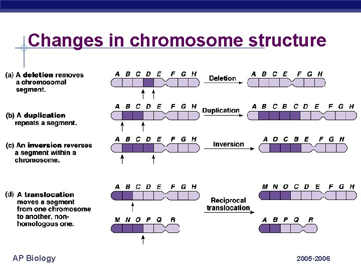 Changes in chromosome structure AP Biology 2005 -2006 