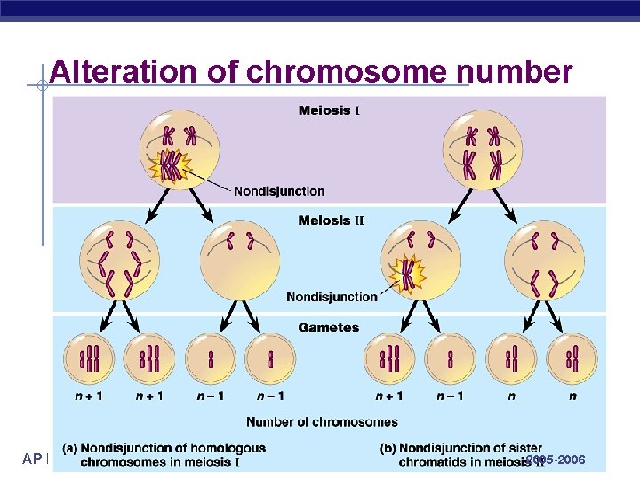 Alteration of chromosome number AP Biology 2005 -2006 