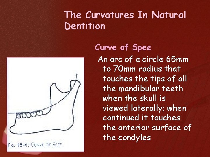 The Curvatures In Natural Dentition Curve of Spee An arc of a circle 65