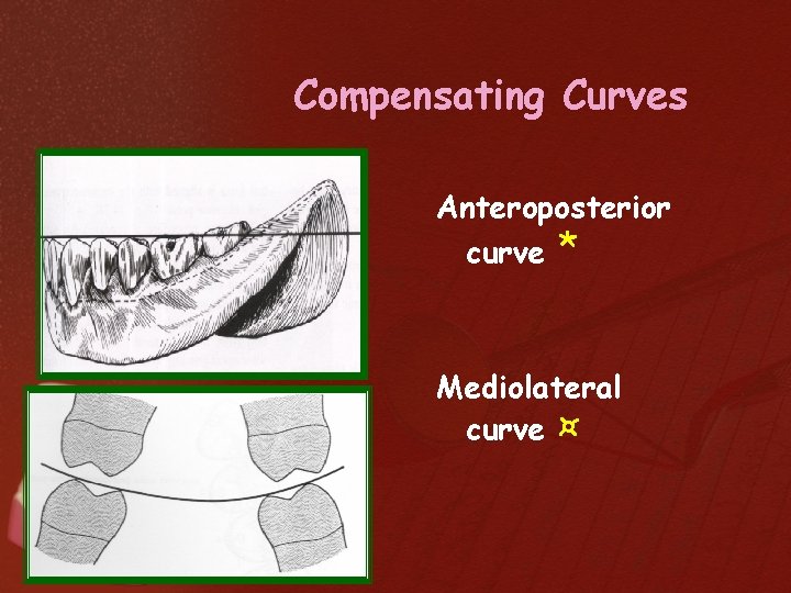 Compensating Curves Anteroposterior curve * Mediolateral curve ¤ 