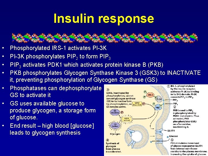 Insulin response • • Phosphorylated IRS-1 activates PI-3 K phosphorylates PIP 2 to form