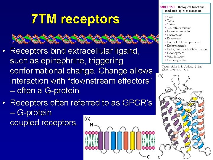 7 TM receptors • Receptors bind extracellular ligand, such as epinephrine, triggering conformational change.