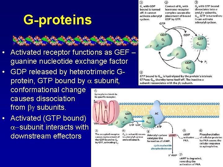 G-proteins • Activated receptor functions as GEF – guanine nucleotide exchange factor • GDP