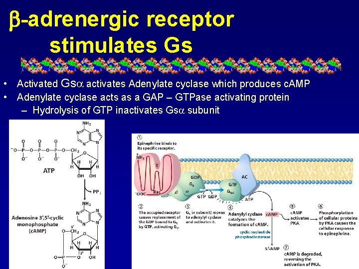 b-adrenergic receptor stimulates Gs • Activated Gs activates Adenylate cyclase which produces c. AMP