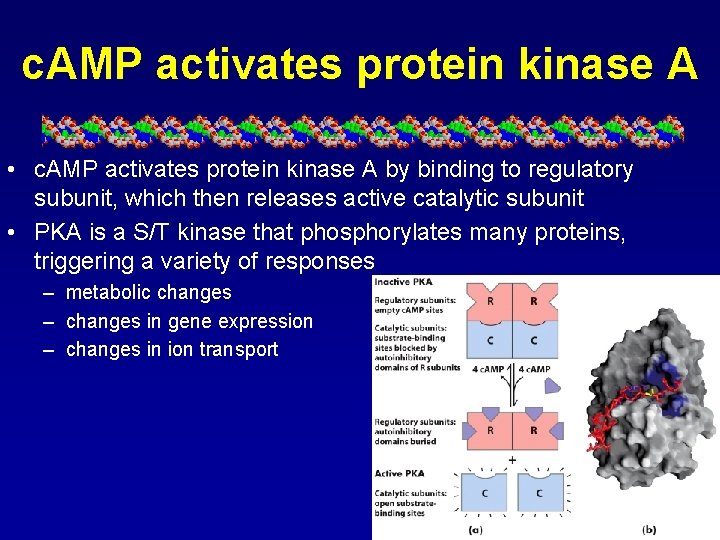 c. AMP activates protein kinase A • c. AMP activates protein kinase A by