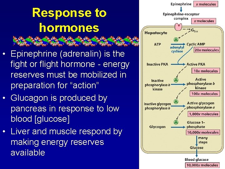 Response to hormones • Epinephrine (adrenalin) is the fight or flight hormone - energy