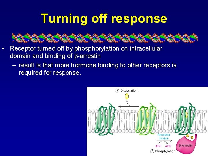 Turning off response • Receptor turned off by phosphorylation on intracellular domain and binding