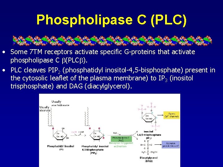 Phospholipase C (PLC) • Some 7 TM receptors activate specific G-proteins that activate phospholipase