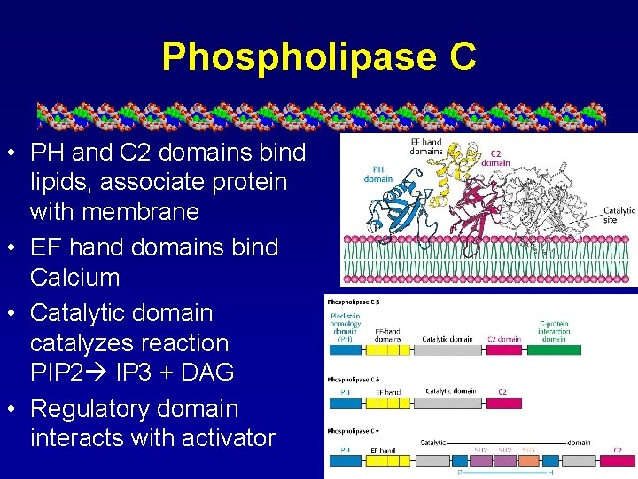 Phospholipase C • PH and C 2 domains bind lipids, associate protein with membrane