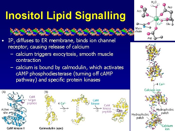 Inositol Lipid Signalling • IP 3 diffuses to ER membrane, binds ion channel receptor,