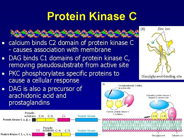 Protein Kinase C • calcium binds C 2 domain of protein kinase C -