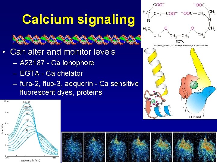 Calcium signaling • Can alter and monitor levels – A 23187 - Ca ionophore