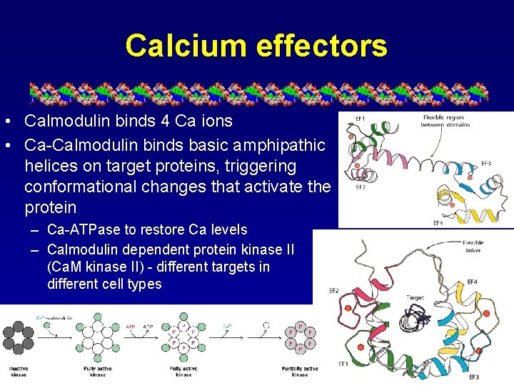 Calcium effectors • Calmodulin binds 4 Ca ions • Ca-Calmodulin binds basic amphipathic helices