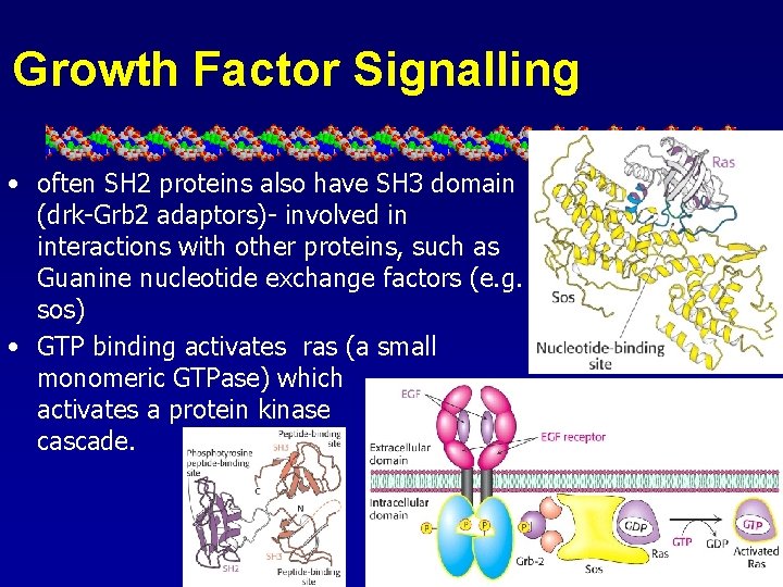 Growth Factor Signalling • often SH 2 proteins also have SH 3 domain (drk-Grb