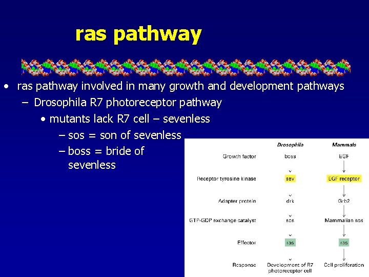 ras pathway • ras pathway involved in many growth and development pathways – Drosophila