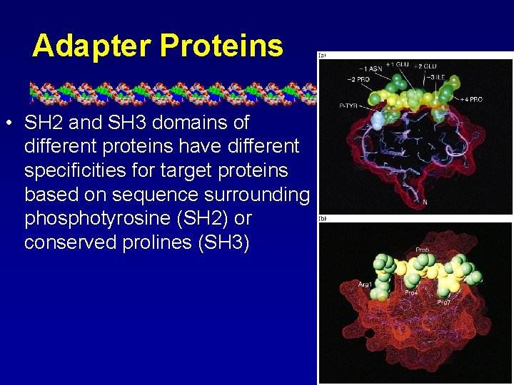 Adapter Proteins • SH 2 and SH 3 domains of different proteins have different