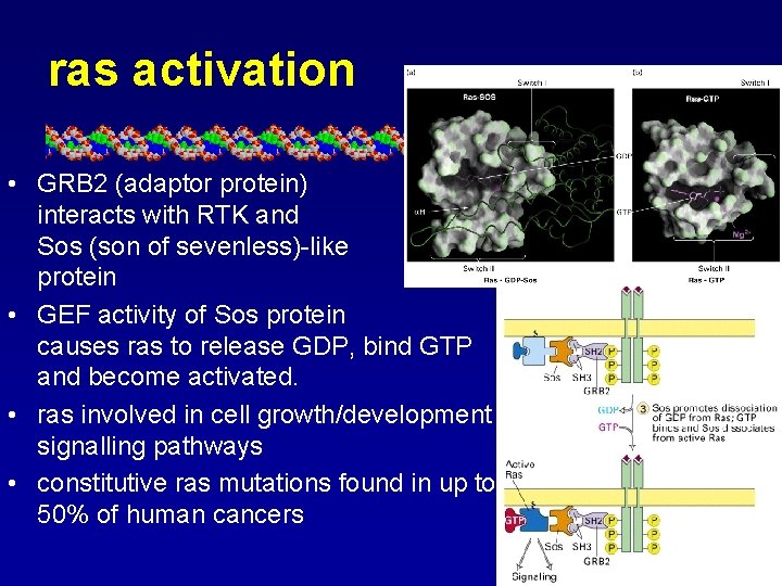 ras activation • GRB 2 (adaptor protein) interacts with RTK and Sos (son of