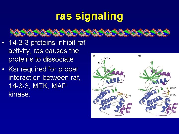 ras signaling • 14 -3 -3 proteins inhibit raf activity, ras causes the proteins