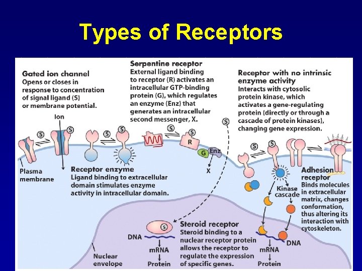 Types of Receptors 