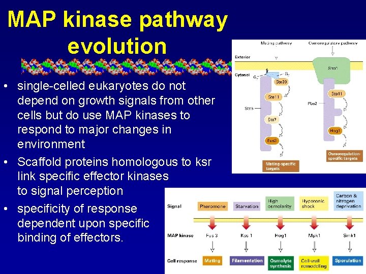 MAP kinase pathway evolution • single-celled eukaryotes do not depend on growth signals from