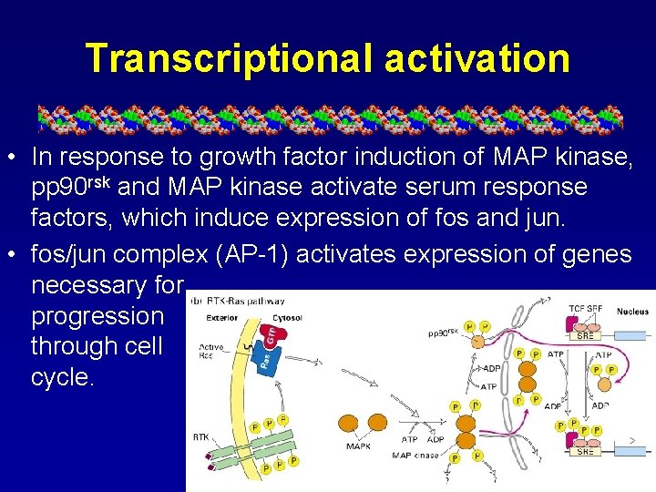 Transcriptional activation • In response to growth factor induction of MAP kinase, pp 90