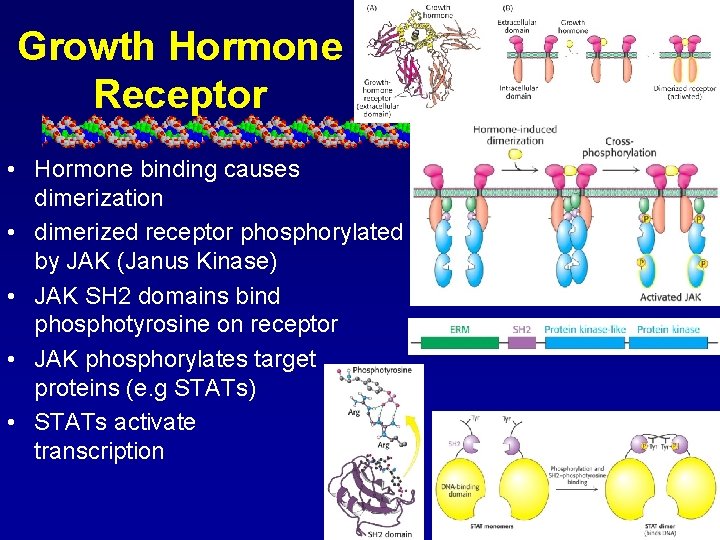 Growth Hormone Receptor • Hormone binding causes dimerization • dimerized receptor phosphorylated by JAK