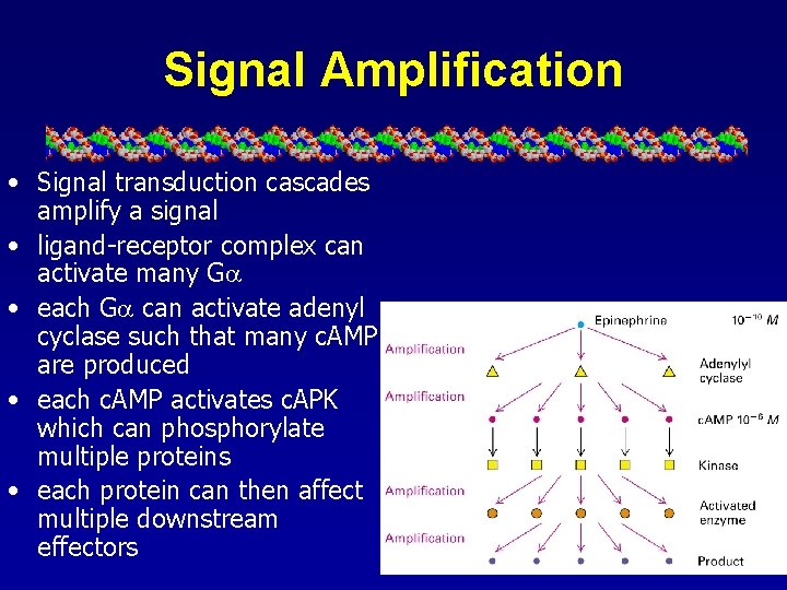 Signal Amplification • Signal transduction cascades amplify a signal • ligand-receptor complex can activate