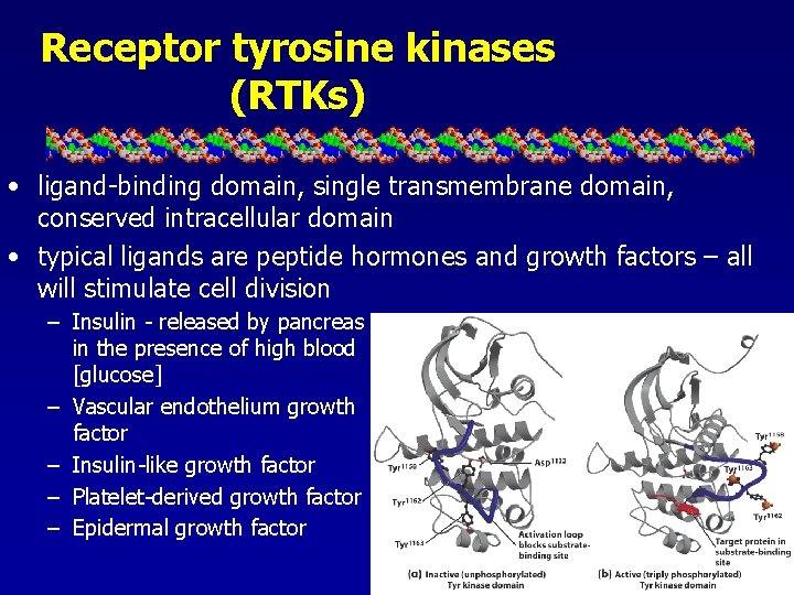 Receptor tyrosine kinases (RTKs) • ligand-binding domain, single transmembrane domain, conserved intracellular domain •