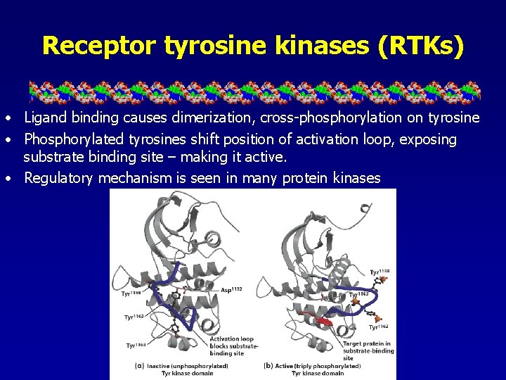 Receptor tyrosine kinases (RTKs) • Ligand binding causes dimerization, cross-phosphorylation on tyrosine • Phosphorylated