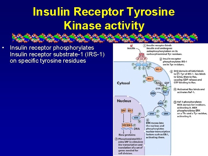 Insulin Receptor Tyrosine Kinase activity • Insulin receptor phosphorylates Insulin receptor substrate-1 (IRS-1) on