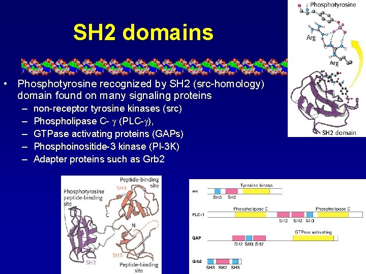 SH 2 domains • Phosphotyrosine recognized by SH 2 (src-homology) domain found on many