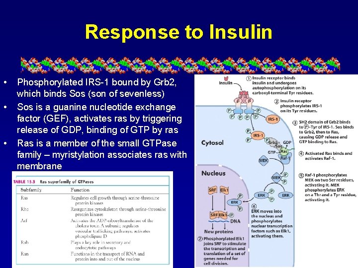 Response to Insulin • • • Phosphorylated IRS-1 bound by Grb 2, which binds