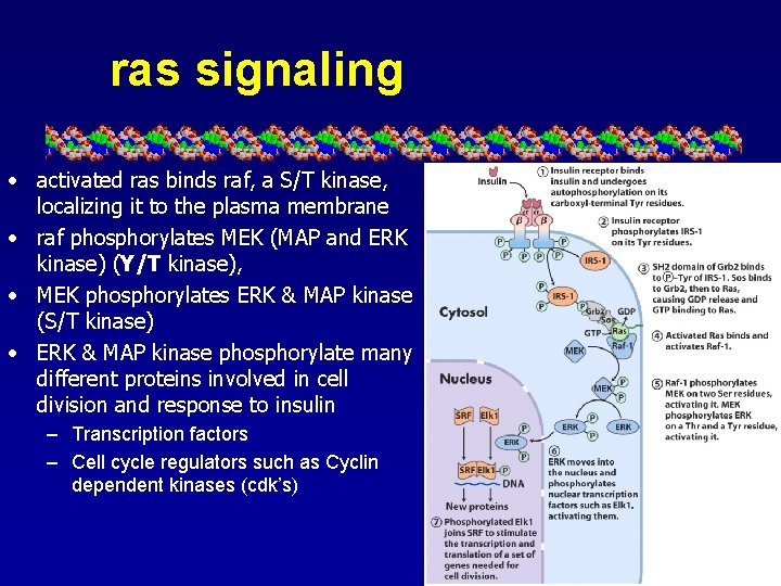 ras signaling • activated ras binds raf, a S/T kinase, localizing it to the