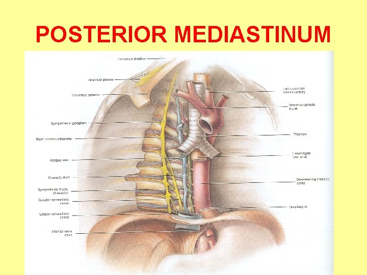 POSTERIOR MEDIASTINUM 