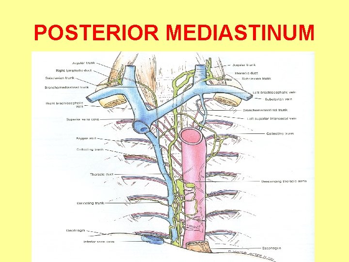 POSTERIOR MEDIASTINUM 