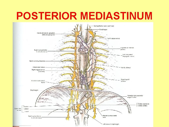 POSTERIOR MEDIASTINUM 