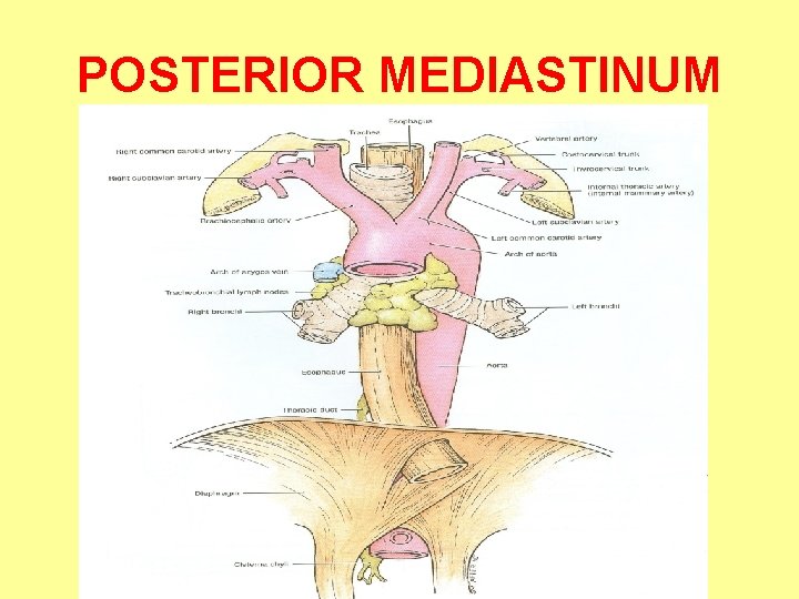 POSTERIOR MEDIASTINUM 