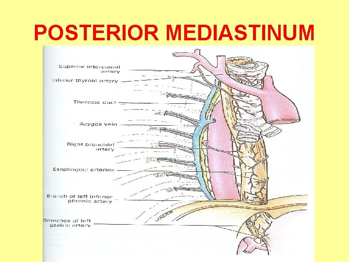 POSTERIOR MEDIASTINUM 