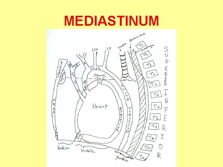 MEDIASTINUM 