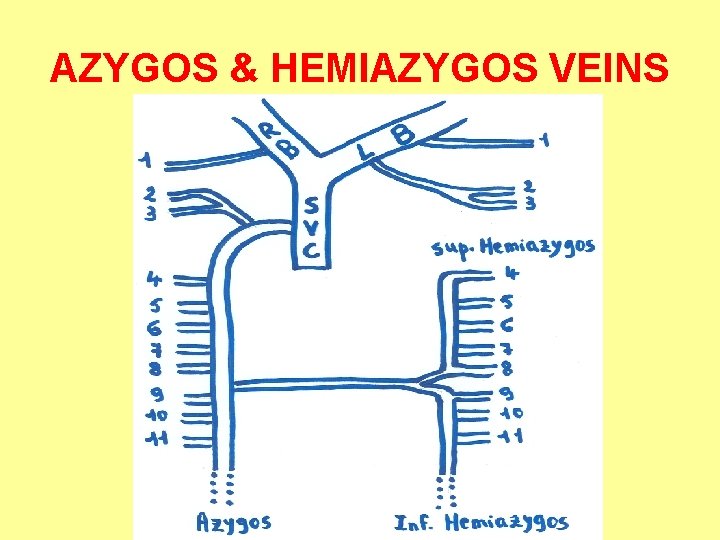 AZYGOS & HEMIAZYGOS VEINS 