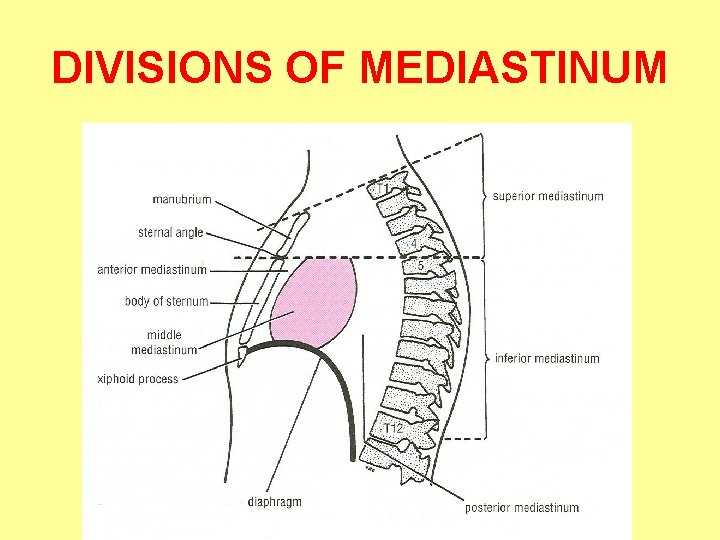 DIVISIONS OF MEDIASTINUM 