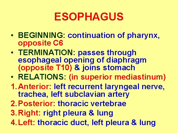 ESOPHAGUS • BEGINNING: continuation of pharynx, opposite C 6 • TERMINATION: passes through esophageal