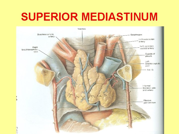 SUPERIOR MEDIASTINUM 